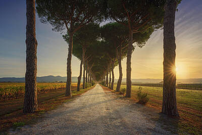 Wine Photos - Bolgheri, pine tree lined road and vineyards at sunrise. by Stefano Orazzini