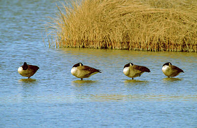 Pineapple - Bosque Canadian Geese Quad by Santa Fe