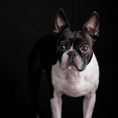 Portraits Photos - Boston Terrier Portrait by Nailia Schwarz