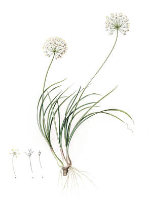 Winter Wonderland - Botanical Allium Cottagecore Aesthetic  by Toni Grote