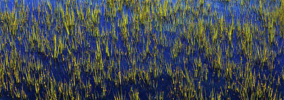 Line Drawing Quibe - Botany Bay Reeds Abstract by Donnie Whitaker