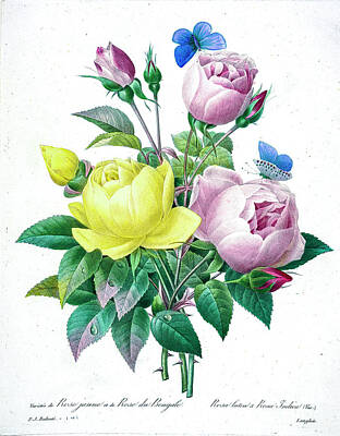 Roses Drawings - Bouquet of roses illustration 1827 r1 by Botany