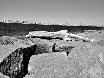 Lights Camera Action - Breezy Point Driftwood B W by Rob Hans