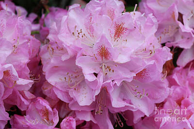 Floral Photos - Bright and Beautiful Rhododendron by Carol Groenen