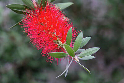 Outerspace Patenets Royalty Free Images - Bright Bottlebrush Royalty-Free Image by Dawn Richards