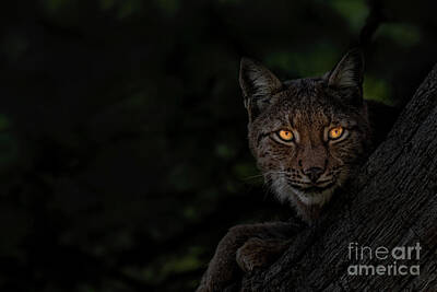 Maps Maps And More Maps - Bright Eyes Lynx by Arterra Picture Library