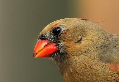 Modern Patterns - Bright Eyes of a Cardinal Bird by Sandra J