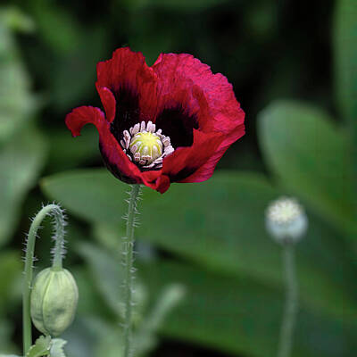 Lilies Royalty-Free and Rights-Managed Images - Bright Red Poppy Flower IV by Lily Malor