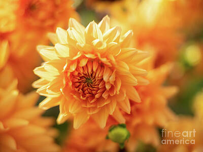 Impressionism Photos - Bright Yellow Dahlias in the Garden by Mike Reid