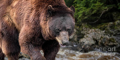 Nirvana Rights Managed Images - Brown Bear on Riverbank Royalty-Free Image by Arterra Picture Library