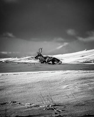 Af One - Brown Deer on Snow Covered Ground Under Blue Sky by Celestial Images