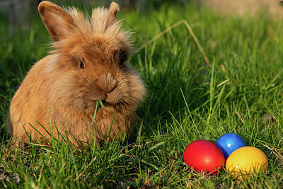 Prescription Medicine - Brown dwarf rabbit and three easter eggs in the meadow by Stefan Rotter