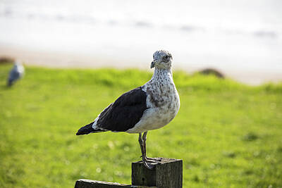 Comedian Drawings Royalty Free Images - Brown Gull Royalty-Free Image by Jim Gould