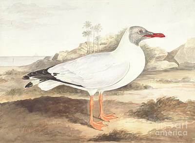 1-war Is Hell Royalty Free Images - Brown-headed gull Larus brunnicephalus y1 Royalty-Free Image by Historic illustrations