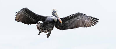 Lori A Cash Royalty-Free and Rights-Managed Images - Brown Pelican Approach to Landing by Lori A Cash
