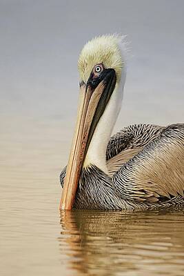 Lori A Cash Royalty-Free and Rights-Managed Images - Brown Pelican at Sunrise by Lori A Cash