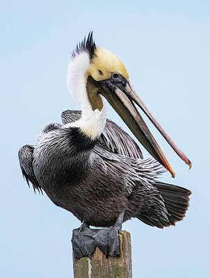 Lori A Cash Royalty-Free and Rights-Managed Images - Brown Pelican Changing Into Breeding Plumage by Lori A Cash