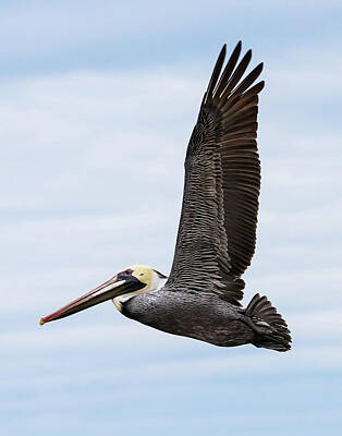 Lori A Cash Royalty-Free and Rights-Managed Images - Brown Pelican Flying with Wings Up by Lori A Cash