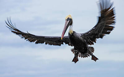 Lori A Cash Royalty-Free and Rights-Managed Images - Brown Pelican Wings in Motion by Lori A Cash