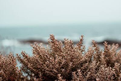 Rowing - brown plant in close up photography - Rottnest Island WA, Australia by Julien