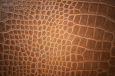 Reptiles Photos - Brown skin leather texture by Julien