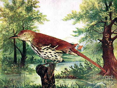 Wine Cellar Paintings Royalty Free Images - Brown thrasher Toxostoma rufum c1 Royalty-Free Image by Historic illustrations