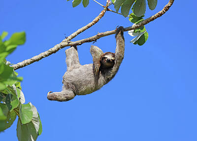 Animals Rights Managed Images - Brown-throated Sloth Smiling Royalty-Free Image by Marlin and Laura Hum