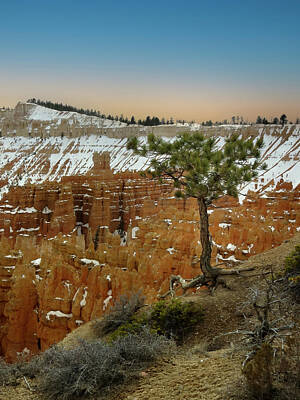 Lebron James Breaks Alltime Scoring Record Royalty Free Images - Bryce Canyon Pine Tree on the Edge Royalty-Free Image by Patti Deters