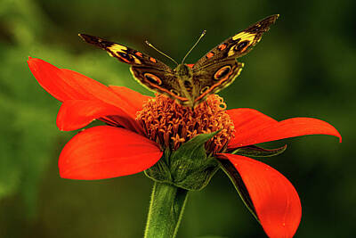 Back To School For Guys - Buckey Butterfly On Red Mexican Sunflower by Gary Shindelbower