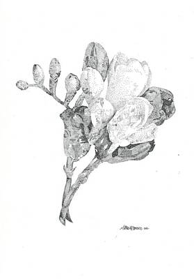 Floral Drawings Rights Managed Images - Budding Royalty-Free Image by Miranda Brouwer