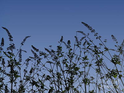 Old Masters - Buddleja with winter seedheads, York 1 by Paul Boizot