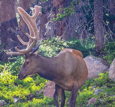 Lake Life Royalty Free Images - Bull Elk  Royalty-Free Image by Deborah Lucia