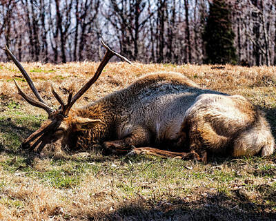 Dragons - Bull Elk sleeping in the grass by Flees Photos