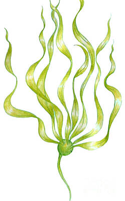 Recently Sold - Mammals Drawings - Bull kelp by Algae Png