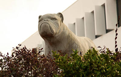 I Want To Believe Posters - Bulldog at South Carolina State University Orangeburg USA by Bob Pardue