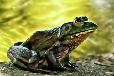 Lori A Cash Royalty-Free and Rights-Managed Images - Bullfrog Portrait by Lori A Cash