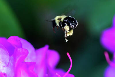 Abstract Expressionism - Bumble bee coming close loaded with nectar by Dan Friend