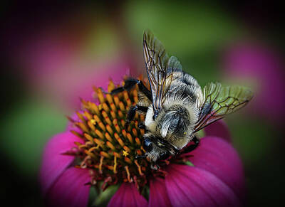 Lilies Royalty-Free and Rights-Managed Images - Bumblebee on Hot Pink Coneflower by Lily Malor
