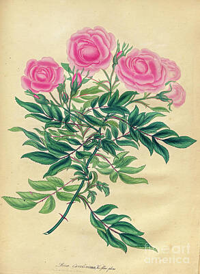 Grateful Dead Royalty Free Images - Burnet-leaved Carolina Rose Double-flowered Variety k2 Royalty-Free Image by Botany