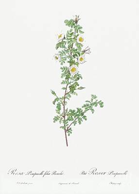 Roses Paintings - Burnet Rose, Rosa pimpinellifolia pumila from Les Roses 1817 -1824 by Pierre-Joseph Redoute by Shop Ability