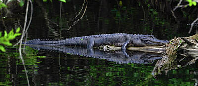 Reptiles Photo Royalty Free Images - Burns Lake Gator 2021 Royalty-Free Image by Joey Waves