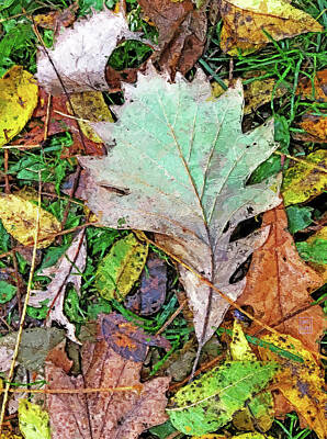 Still Life Digital Art - Burr Oak Leaf Painting by Garth Glazier