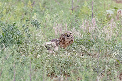 Frog Photography - Burrowing Owl Prepares to Feed an Owlet by Tony Hake