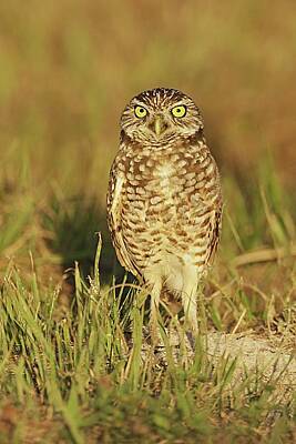 Lori A Cash Royalty-Free and Rights-Managed Images - Burrowing Owl Standing on Ground by Lori A Cash