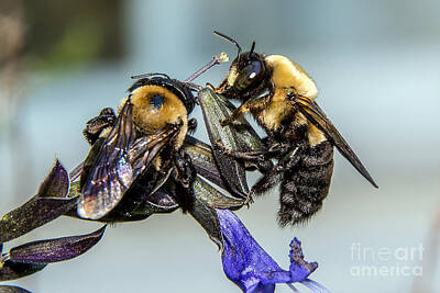 Mother And Child Animals - Busy Bumble Bees by Bernd Billmayer