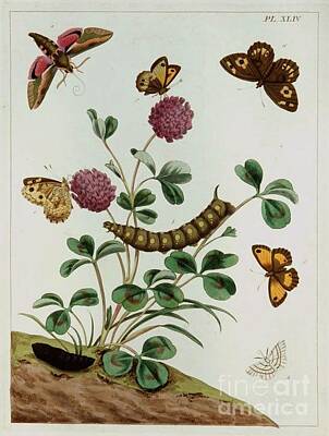 Floral Royalty-Free and Rights-Managed Images - Butterflies and Moths XLIV by Moses Harris 1840 by Artistic Rifki