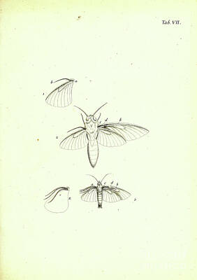 Animals Drawings - Butterflies Journal of the animal kingdom 1793 r2 by Historic illustrations