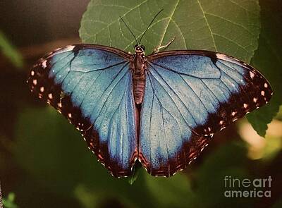 Patriotic Signs - Butterfly Menelaus by Alice Terrill