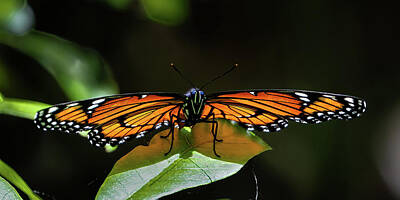Heavy Metal - Butterfly Resting by David Demarest