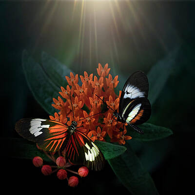 Lilies Royalty-Free and Rights-Managed Images - Butterfly Weed and Postman Butterflies from Flowers and Butterflies Collection by Lily Malor